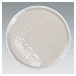 Sabouraud Glucose Nähragar Platten