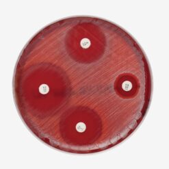 Müller-Hinton-Blutagar