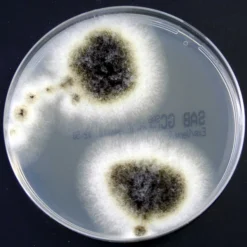 Sabouraud Glucose Selektivagar mit Chloramphenicol und Gentamicin